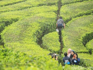 Asal-usul Nama Ciwidey: Perkebunan Teh yang Jadi Destinasi Wisata
