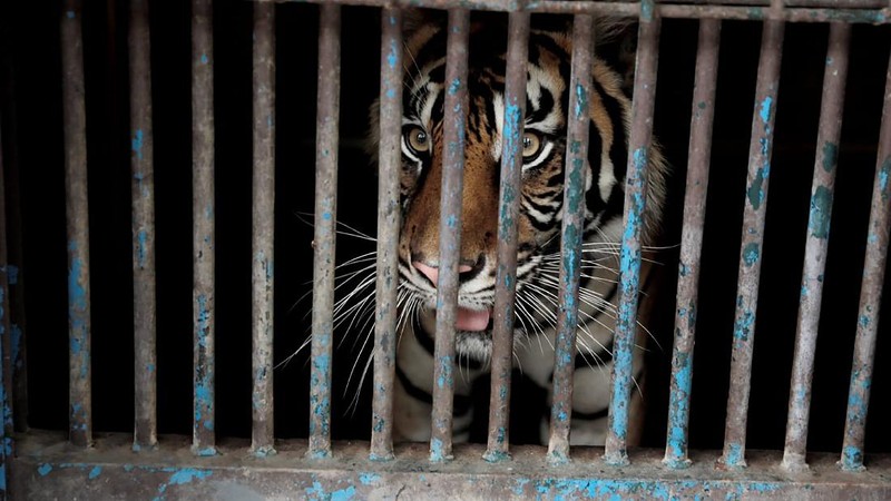 Petugas kesehatan mengambil sempel hasil swab Harimau Sumatera di Taman Margasatwa Ragunan, Jakarta, Senin (2/8/2021). (CNBC Indonesia/Tri Susilo)