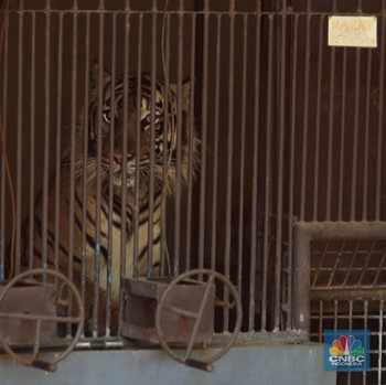 Intip Tino & Hari, Harimau Sumatra yang Sempat Terpapar Covid