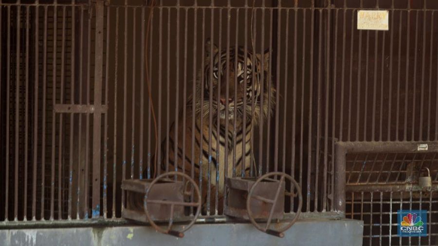 Petugas kesehatan mengambil sempel hasil swab Harimau Sumatera di Taman Margasatwa Ragunan, Jakarta, Senin (2/8/2021). (CNBC Indonesia/Tri Susilo)