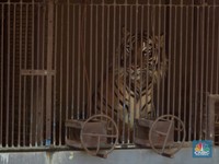 Intip Tino & Hari, Harimau Sumatra yang Sempat Terpapar Covid