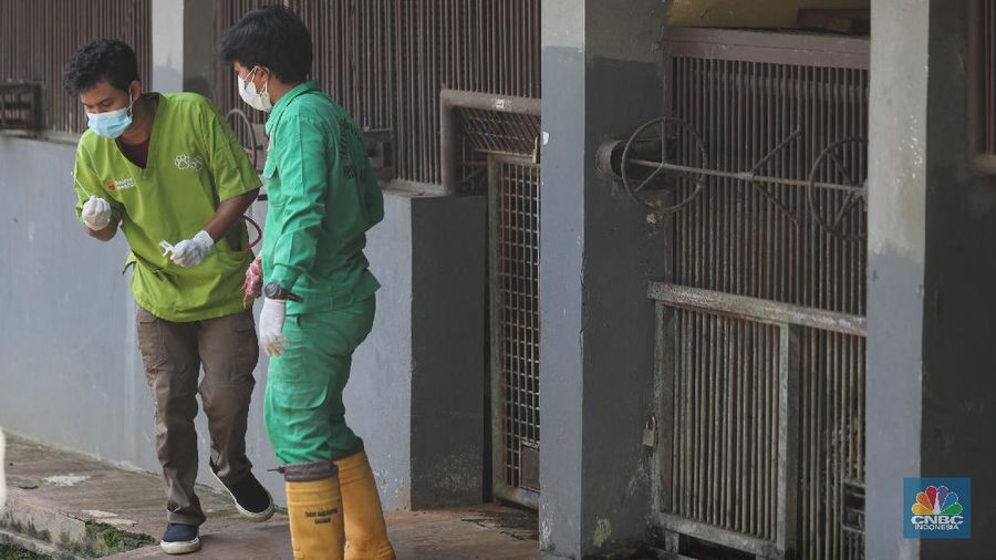 Petugas kesehatan mengambil sempel hasil swab Harimau Sumatera di Taman Margasatwa Ragunan, Jakarta, Senin (2/8/2021). (CNBC Indonesia/Tri Susilo)