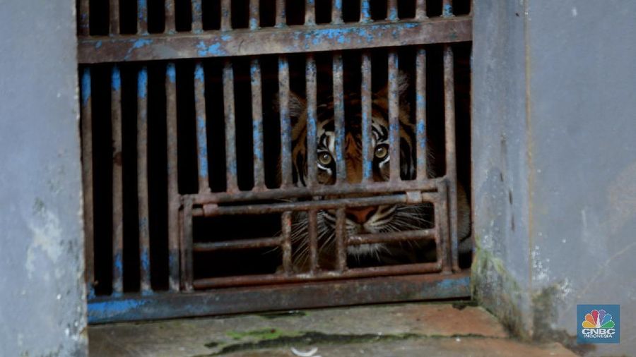 Petugas kesehatan mengambil sempel hasil swab Harimau Sumatera di Taman Margasatwa Ragunan, Jakarta, Senin (2/8/2021). (CNBC Indonesia/Tri Susilo)