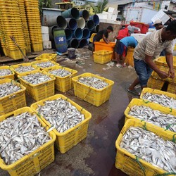 RI Ternyata Masih Doyan Impor Ikan, Terbanyak dari Norwegia dan China