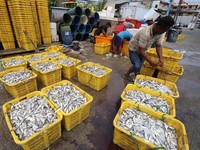 RI Ternyata Masih Doyan Impor Ikan, Terbanyak dari Norwegia dan China