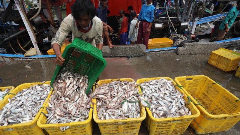 Pekerja mengangkat ikan hasil tangkapan nelayan di Dermaga Muara Angke, Jakarta Utara, Selasa (3/8/2021). Usai tiba di Dermaga Muara Angke, ikan-ikan hasil tangkapan nelayan tersebut lalu ditimbang dan dijual kepada perusahaan pengolahan ikan.  (CNBC Indonesia/Andrean Kristianto)