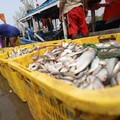10 Ikan Mengandung Merkuri Tinggi, Warga RI Sering Konsumsi