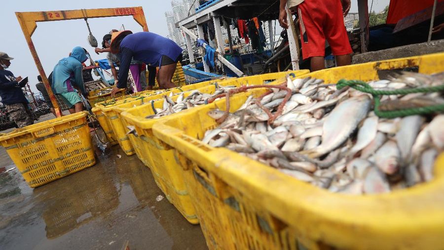 Pekerja mengangkat ikan hasil tangkapan nelayan di Dermaga Muara Angke, Jakarta Utara, Selasa (3/8/2021). Usai tiba di Dermaga Muara Angke, ikan-ikan hasil tangkapan nelayan tersebut lalu ditimbang dan dijual kepada perusahaan pengolahan ikan.  (CNBC Indonesia/Andrean Kristianto)