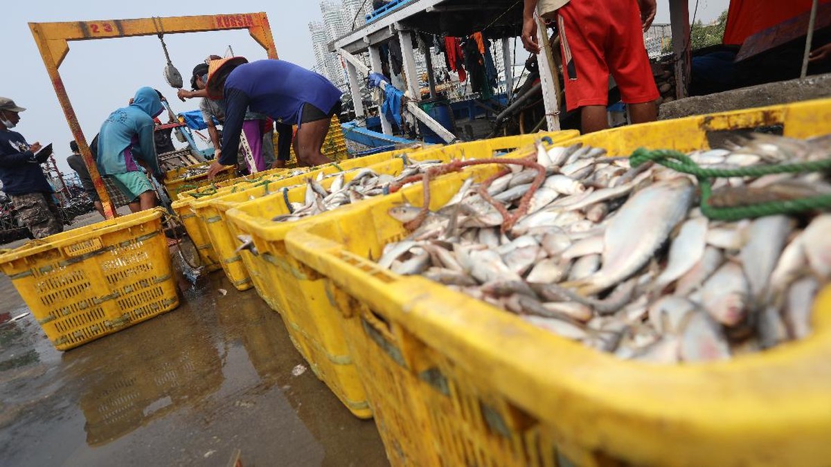 pekerja-mengangkat-ikan-hasil-tangkapan-nelayan-di-dermaga-muara-angke-jakarta-utara-selasa-382021-usai-tiba-di-dermaga-muara--6_169 10 ikan di mana merkuri tinggi, penduduk RI sering mengonsumsi