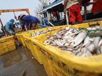 10 Ikan Mengandung Merkuri Tinggi, Warga RI Sering Konsumsi