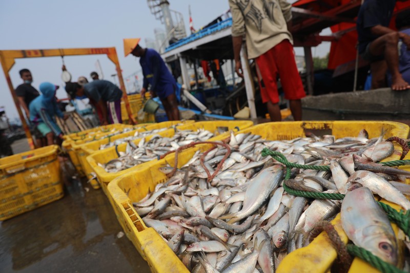 Pekerja mengangkat ikan hasil tangkapan nelayan di Dermaga Muara Angke, Jakarta Utara, Selasa (3/8/2021). Usai tiba di Dermaga Muara Angke, ikan-ikan hasil tangkapan nelayan tersebut lalu ditimbang dan dijual kepada perusahaan pengolahan ikan.  (CNBC Indonesia/Andrean Kristianto)