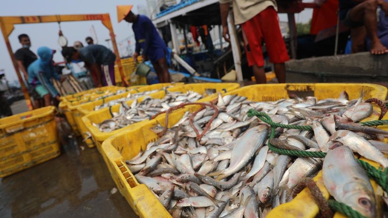 Pekerja mengangkat ikan hasil tangkapan nelayan di Dermaga Muara Angke, Jakarta Utara, Selasa (3/8/2021). Usai tiba di Dermaga Muara Angke, ikan-ikan hasil tangkapan nelayan tersebut lalu ditimbang dan dijual kepada perusahaan pengolahan ikan.  (CNBC Indonesia/Andrean Kristianto)