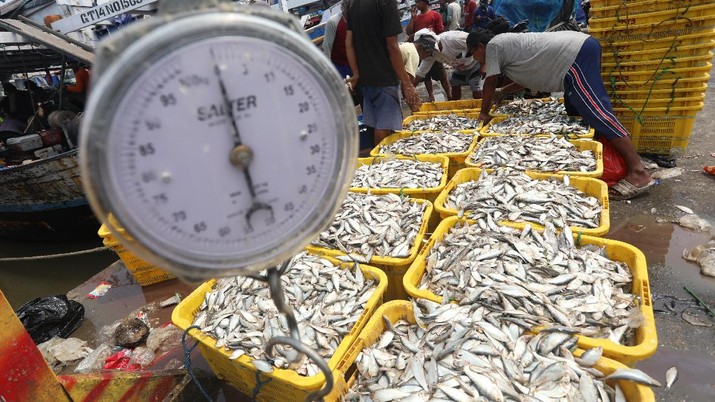 Pekerja mengangkat ikan hasil tangkapan nelayan di Dermaga Muara Angke, Jakarta Utara, Selasa (3/8/2021). Usai tiba di Dermaga Muara Angke, ikan-ikan hasil tangkapan nelayan tersebut lalu ditimbang dan dijual kepada perusahaan pengolahan ikan.  (CNBC Indonesia/Andrean Kristianto)