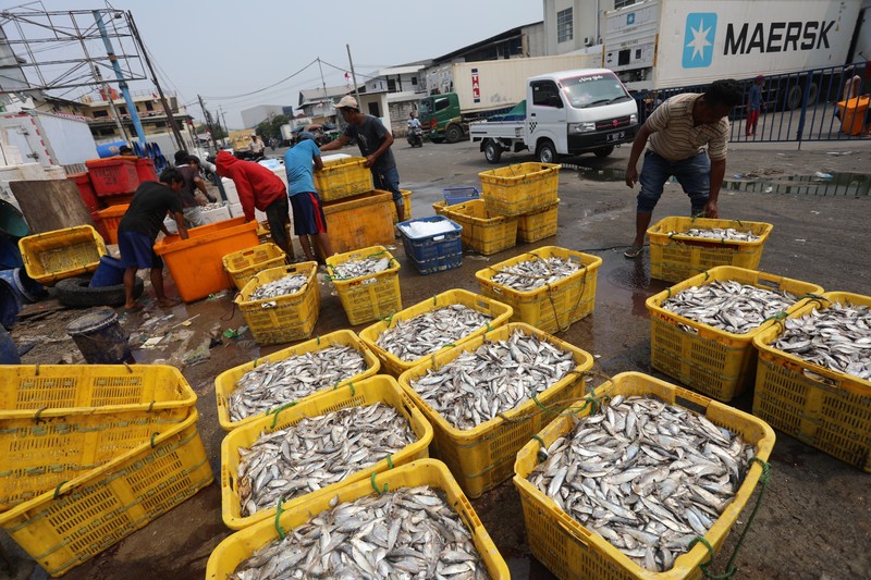 Pekerja mengangkat ikan hasil tangkapan nelayan di Dermaga Muara Angke, Jakarta Utara, Selasa (3/8/2021). Usai tiba di Dermaga Muara Angke, ikan-ikan hasil tangkapan nelayan tersebut lalu ditimbang dan dijual kepada perusahaan pengolahan ikan.  (CNBC Indonesia/Andrean Kristianto)