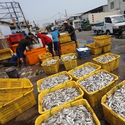 Bukan China! Produk Ikan RI Jajah Negara Super Power Amerika