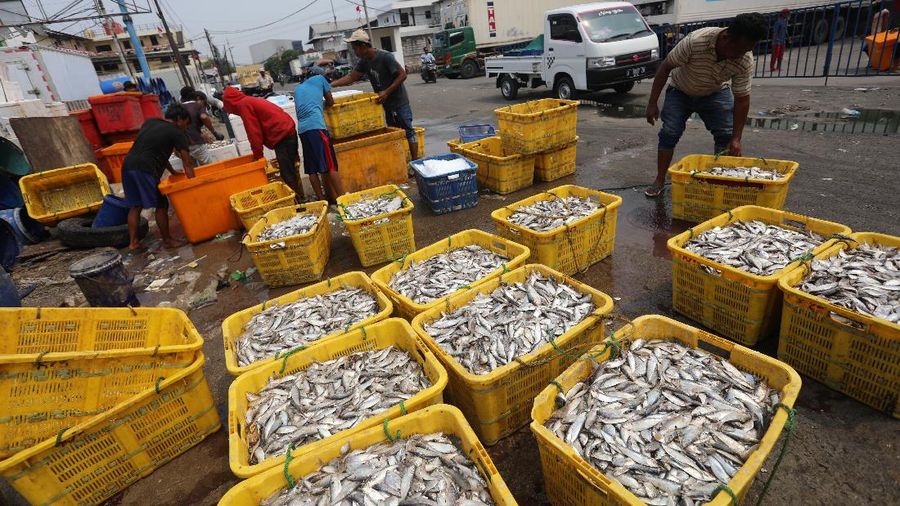 Pekerja mengangkat ikan hasil tangkapan nelayan di Dermaga Muara Angke, Jakarta Utara, Selasa (3/8/2021). Usai tiba di Dermaga Muara Angke, ikan-ikan hasil tangkapan nelayan tersebut lalu ditimbang dan dijual kepada perusahaan pengolahan ikan. (CNBC Indonesia/Andrean Kristianto)