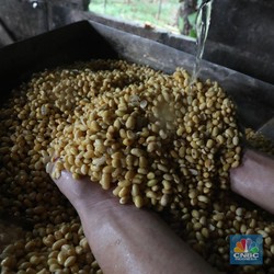 RI Terancam Krisis Kedelai, DPR Cecar Anak Buah Mentan!