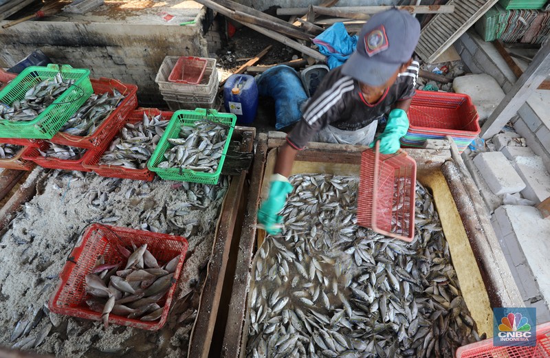 Pekerja menjemur ikan untuk di proses menjadi ikan asin di Muara Angke, Jakarta, Jumat (6/8/2021). (CNBC Indonesia/Andrean Kristianto)