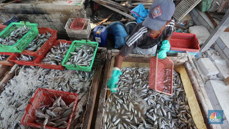 Pekerja menjemur ikan untuk di proses menjadi ikan asin di Muara Angke, Jakarta, Jumat (6/8/2021). (CNBC Indonesia/Andrean Kristianto)