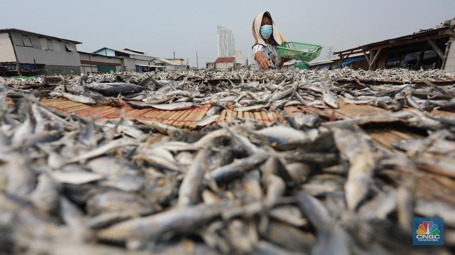 Pekerja menjemur ikan untuk di proses menjadi ikan asin di Muara Angke, Jakarta, Jumat (6/8/2021). (CNBC Indonesia/Andrean Kristianto)