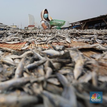 Mengintip Proses Pembuatan Ikan Asin di Muara Angke Jakarta