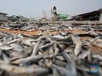 Mengintip Proses Pembuatan Ikan Asin di Muara Angke Jakarta