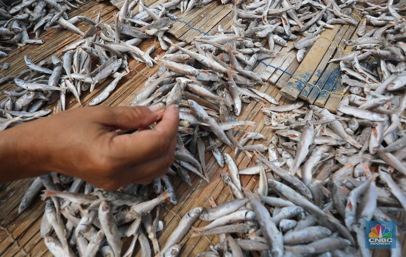 Pekerja menjemur ikan untuk di proses menjadi ikan asin di Muara Angke, Jakarta, Jumat (6/8/2021). (CNBC Indonesia/Andrean Kristianto)