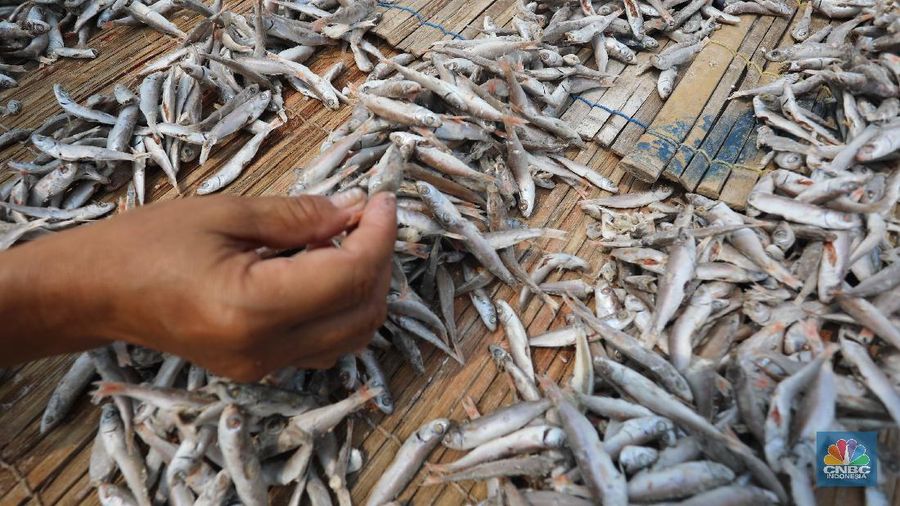 Pekerja menjemur ikan untuk di proses menjadi ikan asin di Muara Angke, Jakarta, Jumat (6/8/2021). (CNBC Indonesia/Andrean Kristianto)