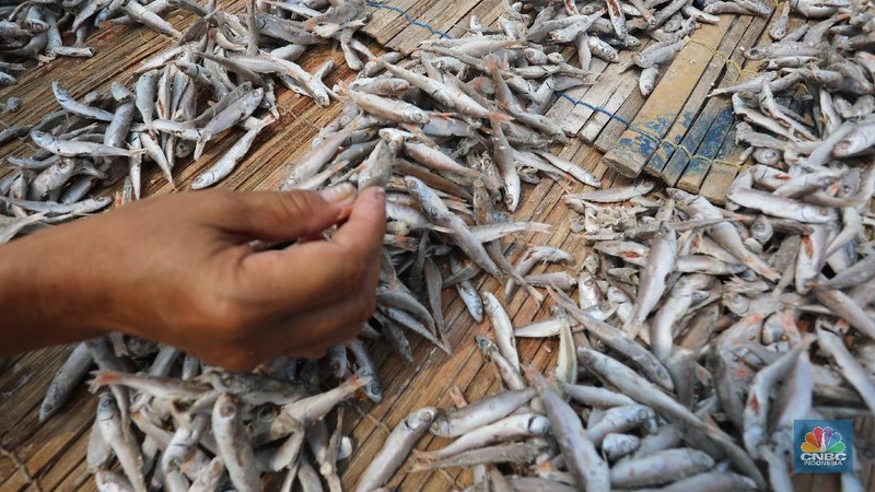 Pekerja menjemur ikan untuk di proses menjadi ikan asin di Muara Angke, Jakarta, Jumat (6/8/2021). (CNBC Indonesia/Andrean Kristianto)