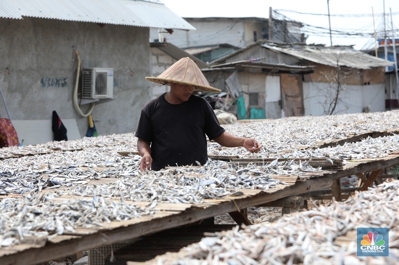 Pekerja menjemur ikan untuk di proses menjadi ikan asin di Muara Angke, Jakarta, Jumat (6/8/2021). (CNBC Indonesia/Andrean Kristianto) Pekerja menjemur ikan untuk di proses menjadi ikan asin di Muara Angke, Jakarta, Jumat (6/8/2021). (CNBC Indonesia/Andrean Kristianto)