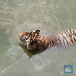 Harimau Jawa Belum Punah Masih Berkeliaran, Peneliti Ungkap Faktanya