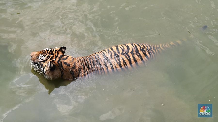 Petugas kesehatan mengambil sempel hasil swab Harimau Sumatera di Taman Margasatwa Ragunan, Jakarta, Senin (2/8/2021).   (CNBC Indonesia/ Tri Susilo)