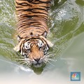 Harimau Dunia Cuma Ada di 10 Negara Ini, RI Masuk Daftar Elit