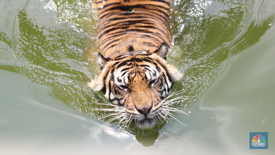 Petugas kesehatan mengambil sempel hasil swab Harimau Sumatera di Taman Margasatwa Ragunan, Jakarta, Senin (2/8/2021).   (CNBC Indonesia/ Tri Susilo)