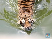 Tragedi Harimau Jawa Diadu Kerbau Sambut Belanda, Ditombak Warga