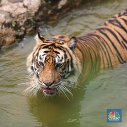 Peneliti RI Temukan Bukti Kuat Harimau Jawa Masih Belum Punah
