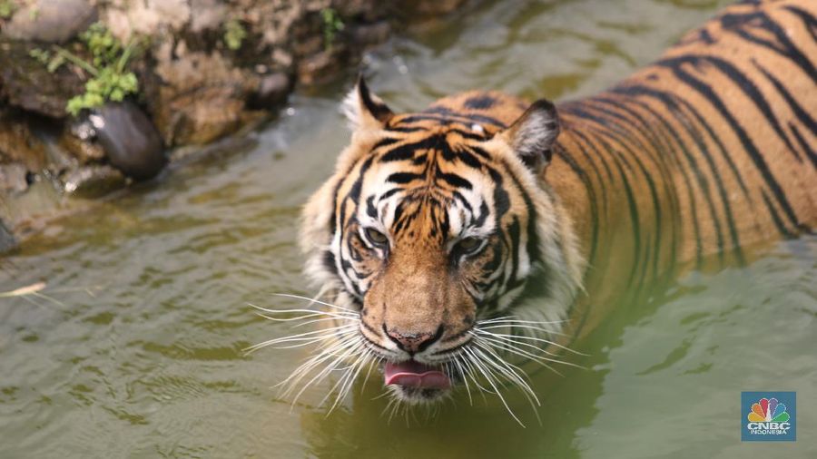 Petugas kesehatan mengambil sempel hasil swab Harimau Sumatera di Taman Margasatwa Ragunan, Jakarta, Senin (2/8/2021). (CNBC Indonesia/ Tri Susilo)