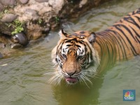 Belum Punah, Peneliti Buka-bukaan Keberadaan Harimau Jawa