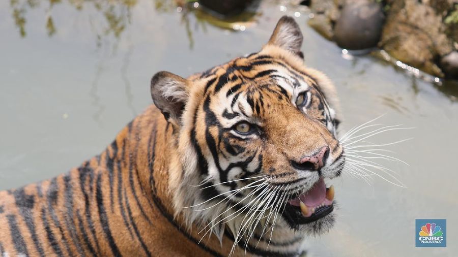 Petugas kesehatan mengambil sempel hasil swab Harimau Sumatera di Taman Margasatwa Ragunan, Jakarta, Senin (2/8/2021).   (CNBC Indonesia/ Tri Susilo)
