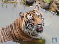 Pakai Topi Terbalik Tak Diserang Harimau, Ini Kata Peneliti