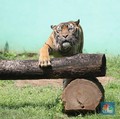 Viral Kasus Harimau Langka Alshad Ahmad, Begini Penjelasannya