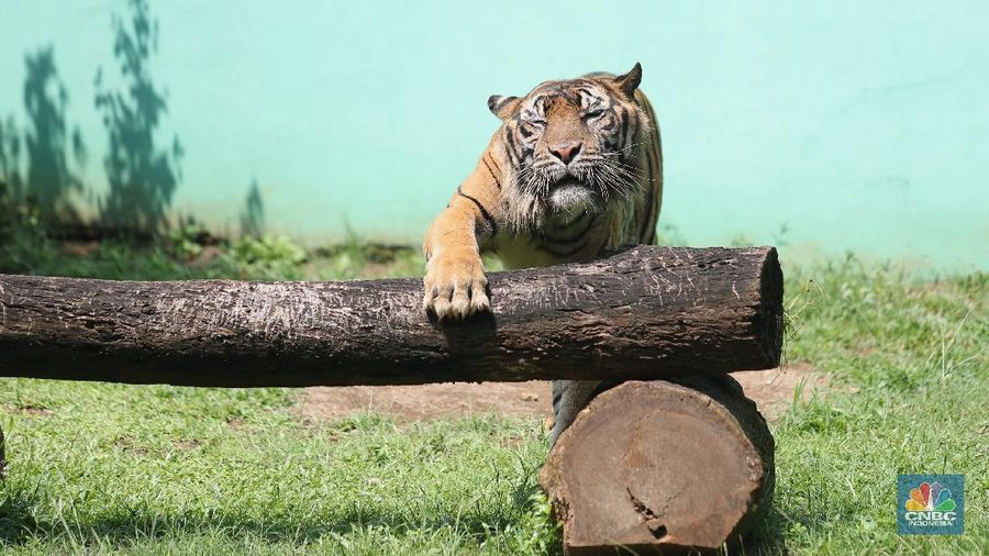 Petugas kesehatan mengambil sempel hasil swab Harimau Sumatera di Taman Margasatwa Ragunan, Jakarta, Senin (2/8/2021). (CNBC Indonesia/ Tri Susilo)