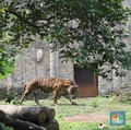 Belum Punah, Ahli Asing Ungkap Harimau Jawa Berkeliaran di Wilayah Ini