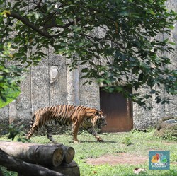 Belum Punah, Ahli Asing Ungkap Harimau Jawa Berkeliaran di Wilayah Ini