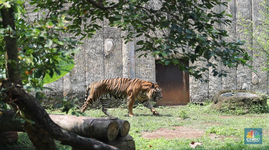 Petugas kesehatan mengambil sempel hasil swab Harimau Sumatera di Taman Margasatwa Ragunan, Jakarta, Senin (2/8/2021).   (CNBC Indonesia/ Tri Susilo)