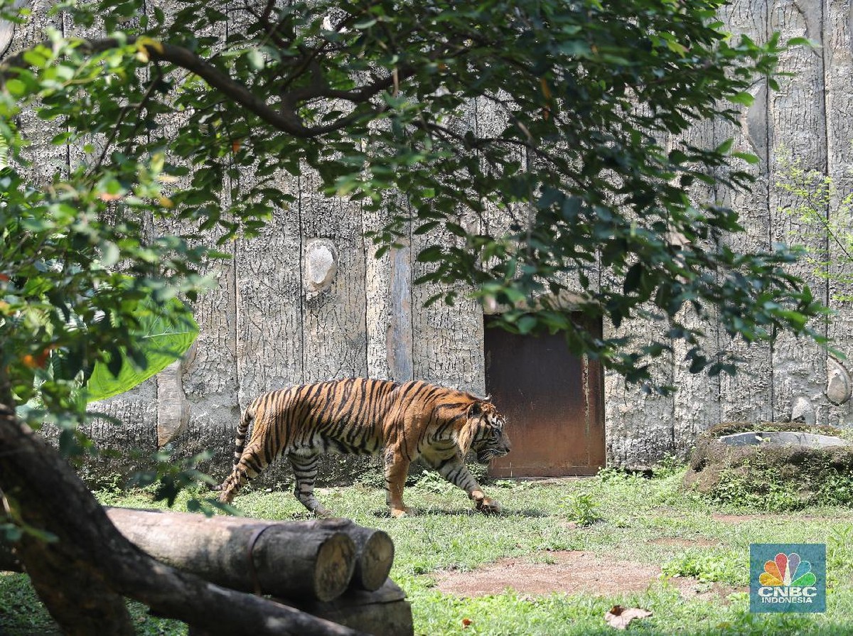Temuan Rambut Harimau Jawa Menunjukkan Kemungkinan Spesies Punah Masih Hidup