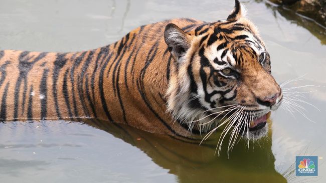 Harimau Jawa Dianggap Masih Berkeliaran di Sukabumi, Ini Tandanya