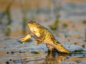 Cara Ampuh Usir Katak dari Teras Rumah, Coba 7 Trik Ini!