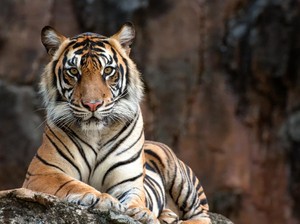 Pengunjung Kebun Binatang Tewas Usai Masuk Kandang Harimau