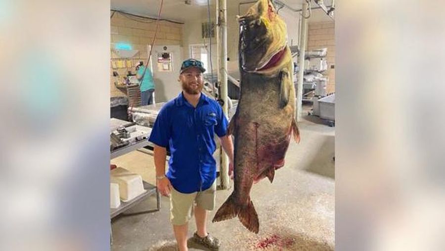 Ikan mas seberat 125 pon, 5 ons. (Dok. Missouri Department of Conservation/ Tangkapan Layar)